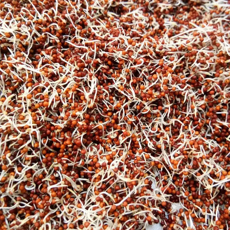 Organic Sprouted Ragi / Finger Millet Flour – Sudhantira