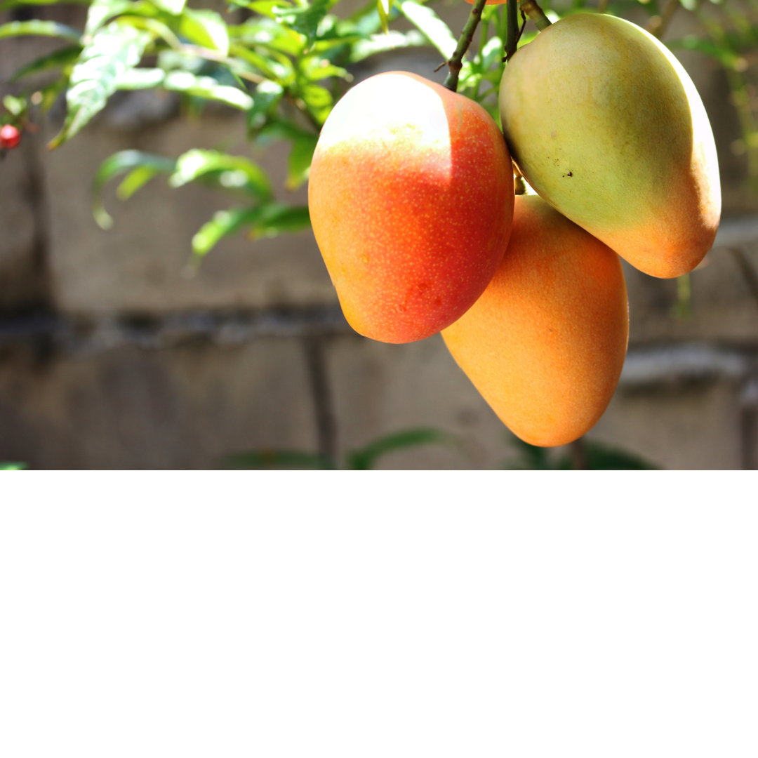 Mango Mixed Bag  - 3 Kg