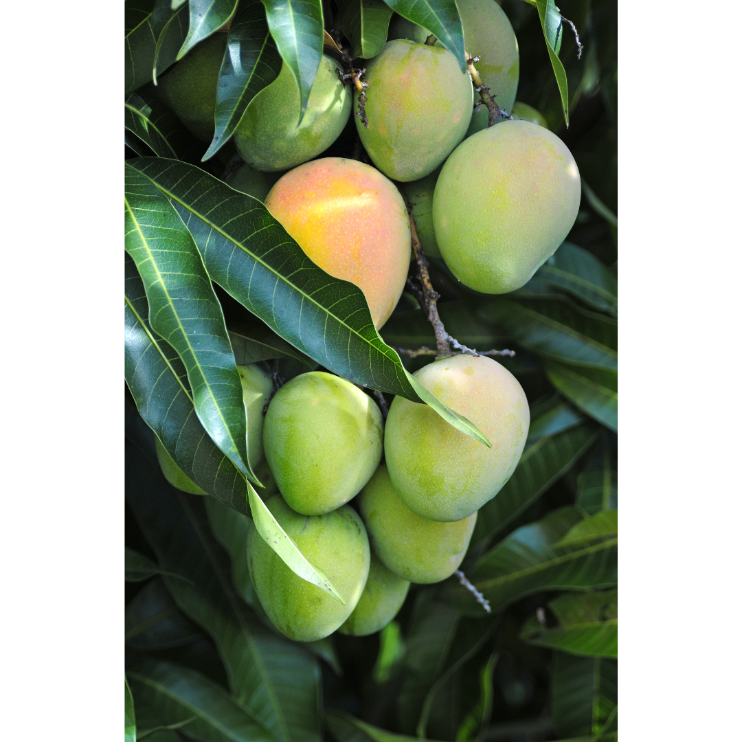 Mango Mixed Bag  - 3 Kg