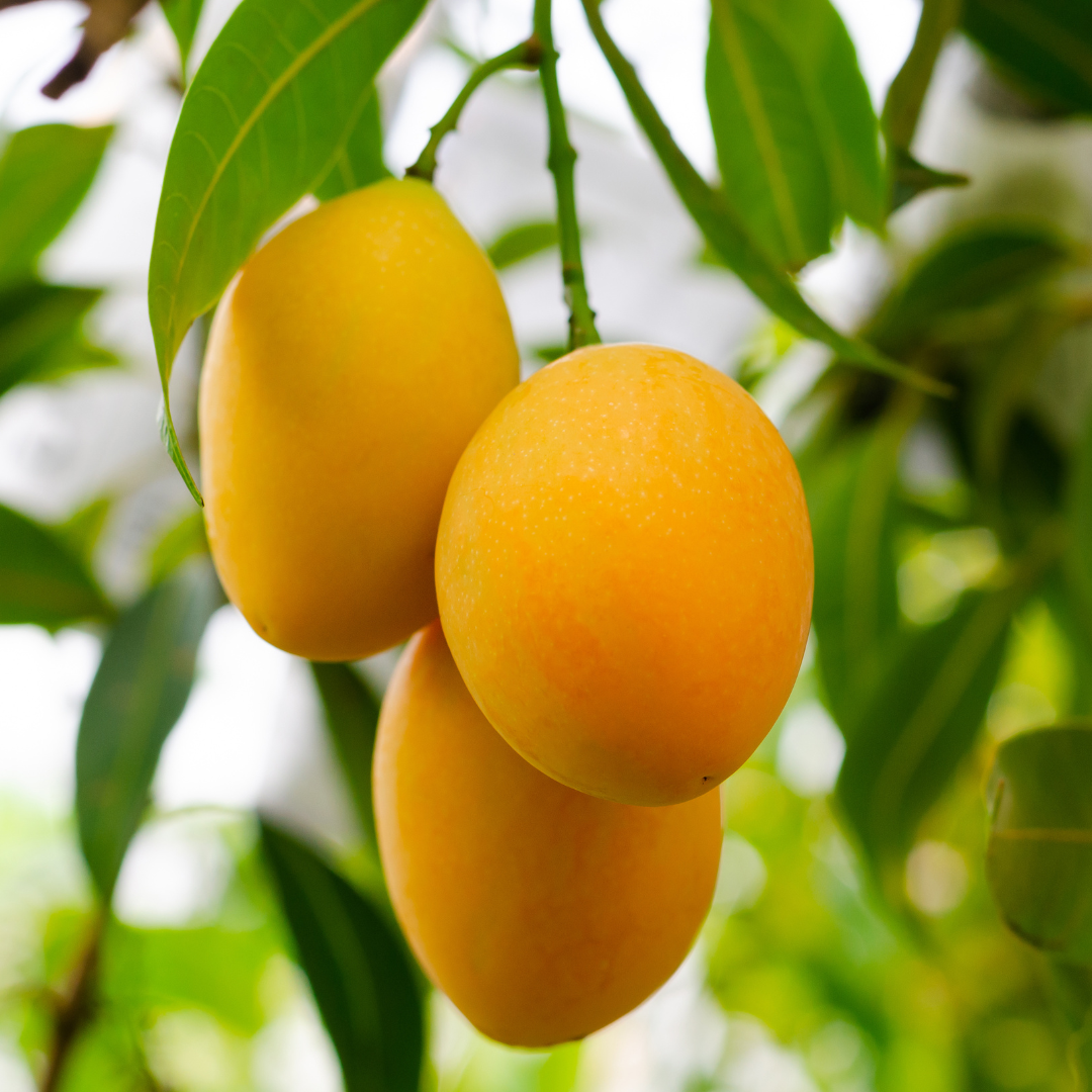 Mango Mixed Bag  - 3 Kg