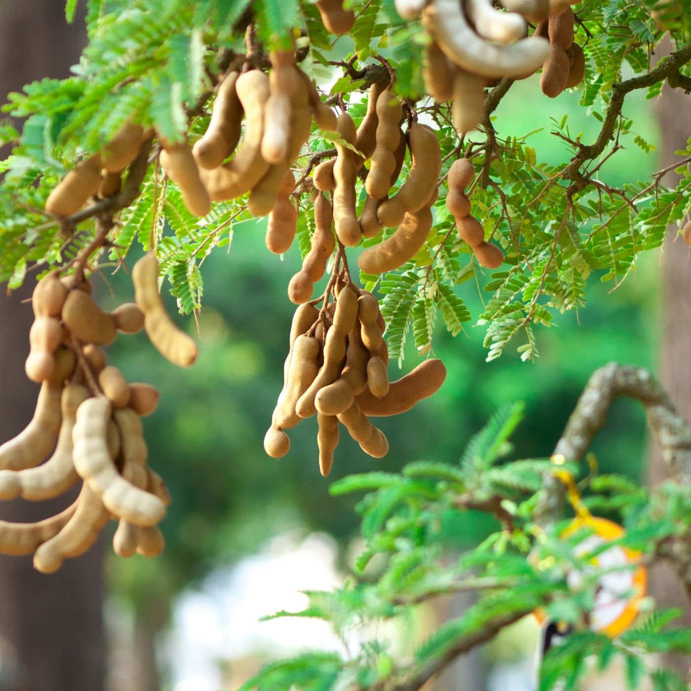 Tamarind - Herbs & Spices